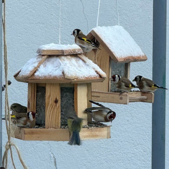 Stieglitz: Tier im Habitat Garten in der NatureSpots App