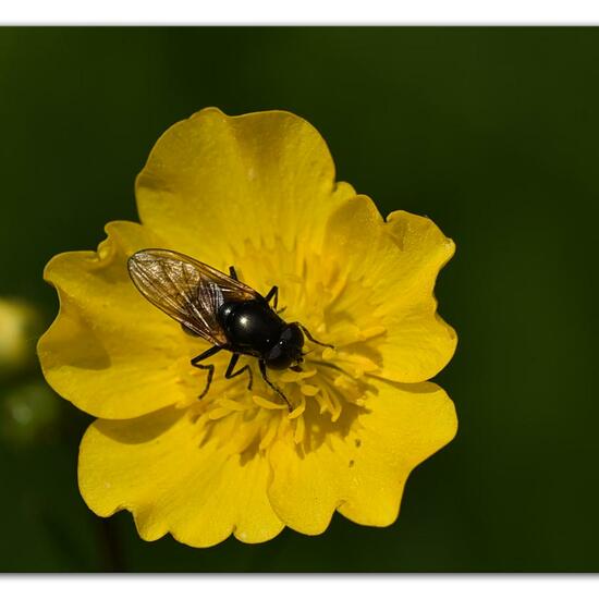 Cheilosia albitarsis: Tier im Habitat Naturnahe Wiese in der NatureSpots App