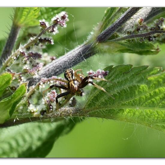 Xysticus ulmi: Tier im Habitat Naturnahe Wiese in der NatureSpots App