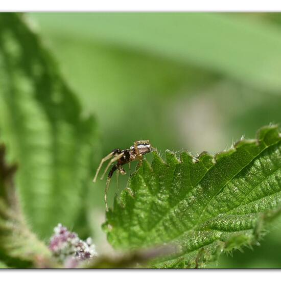 Xysticus ulmi: Tier im Habitat Naturnahe Wiese in der NatureSpots App