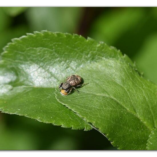 Ballus chalybeius: Tier im Habitat Naturnahe Wiese in der NatureSpots App