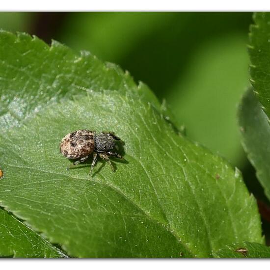 Ballus chalybeius: Tier im Habitat Naturnahe Wiese in der NatureSpots App