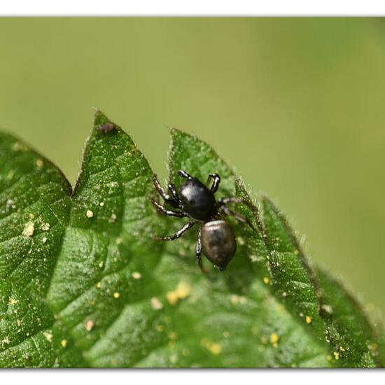 Eine unbekannte Art: Tier im Habitat Naturnahe Wiese in der NatureSpots App