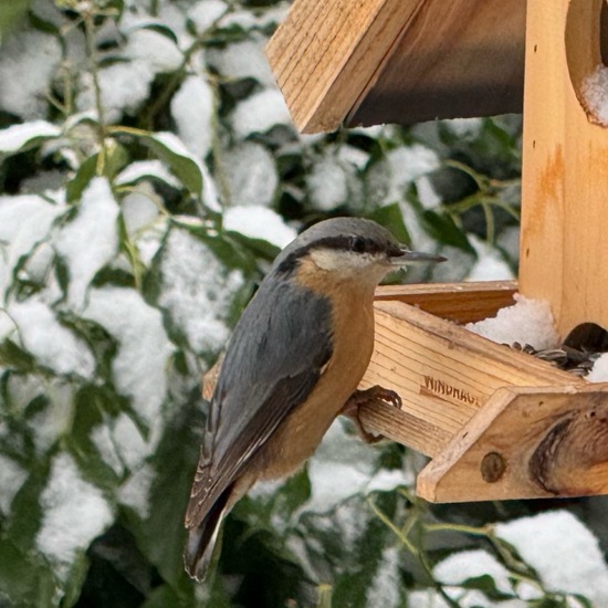 Kleiber: Tier im Habitat Garten in der NatureSpots App