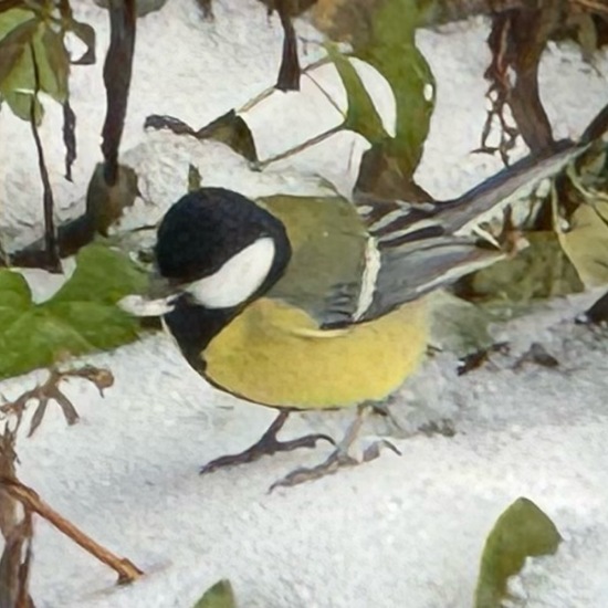 Kohlmeise: Tier im Habitat Garten in der NatureSpots App