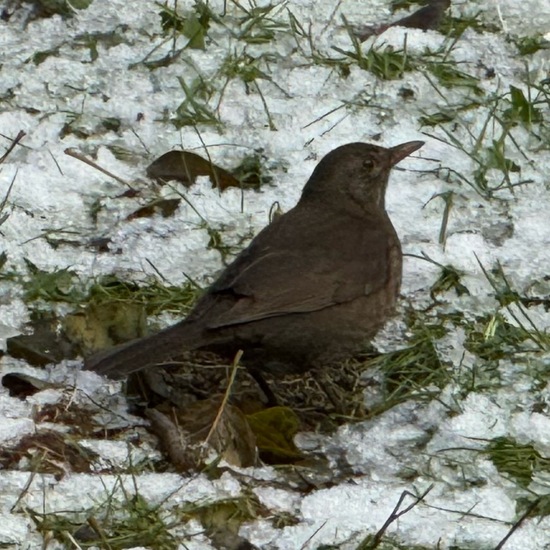 Common blackbird: Animal in habitat Garden in the NatureSpots App