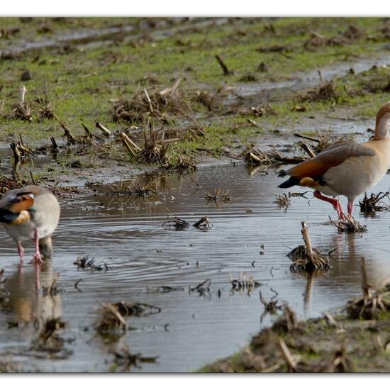 Aaskrähe: Tier im Habitat Felder in der NatureSpots App