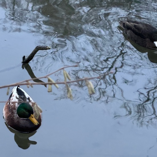 Stockente: Tier im Habitat Anderes Süsswasserhabitat in der NatureSpots App