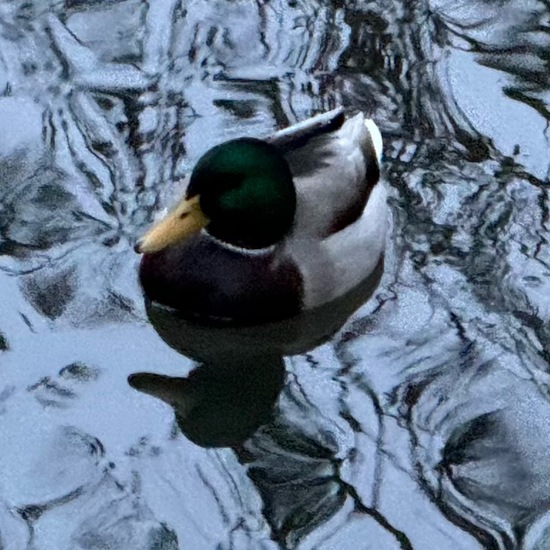 Mallard: Animal in habitat Freshwater habitat in the NatureSpots App