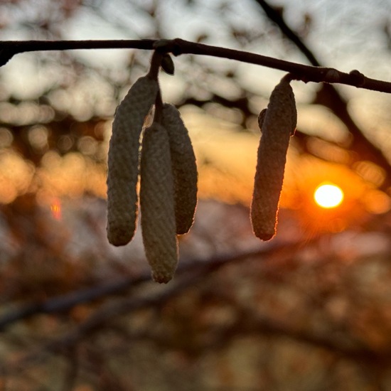 Corylus avellana: Plant in habitat Buffer strip in the NatureSpots App