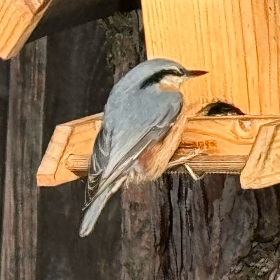 Kleiber: Tier im Habitat Garten in der NatureSpots App