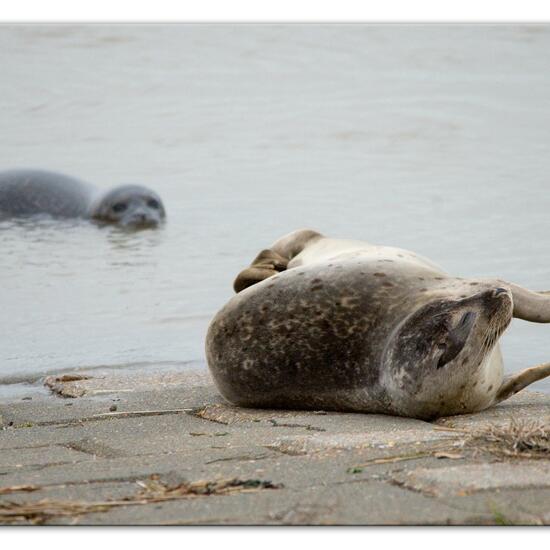 Phoca vitulina vitulina: Tier im Habitat Anderes Meer/Küsten-Habitat in der NatureSpots App