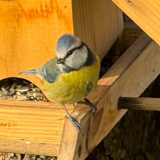 Blaumeise: Tier im Habitat Garten in der NatureSpots App