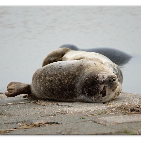 Phoca vitulina vitulina: Tier im Habitat Anderes Meer/Küsten-Habitat in der NatureSpots App