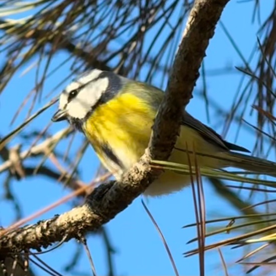 Blaumeise: Tier im Habitat Garten in der NatureSpots App