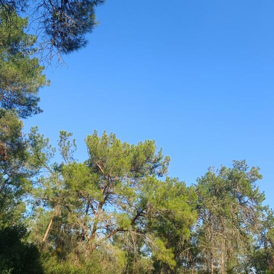 Landschaft: Wald im Habitat Mediterraner Wald in der NatureSpots App