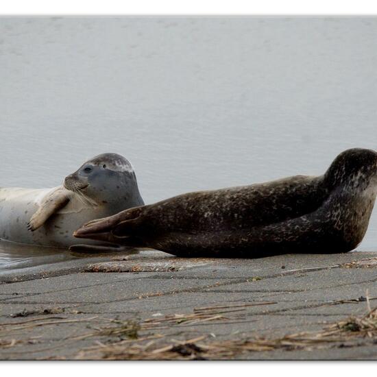 Phoca vitulina vitulina: Tier im Habitat Anderes Meer/Küsten-Habitat in der NatureSpots App