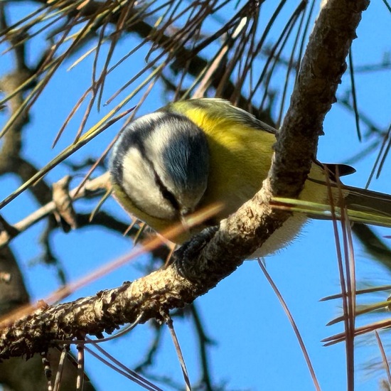 Cyanistes caeruleus: Animal in habitat Garden in the NatureSpots App