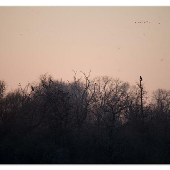 Seeadler: Tier im Habitat Teich in der NatureSpots App