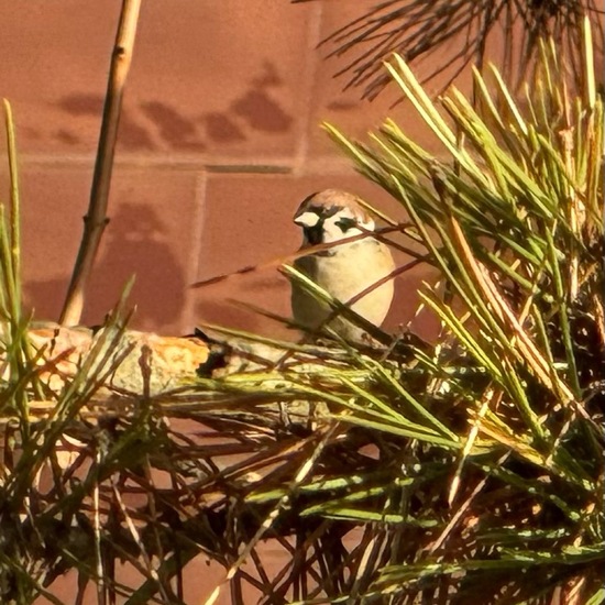 Haussperling: Tier im Habitat Garten in der NatureSpots App