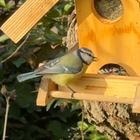 Blaumeise: Tier im Habitat Garten in der NatureSpots App