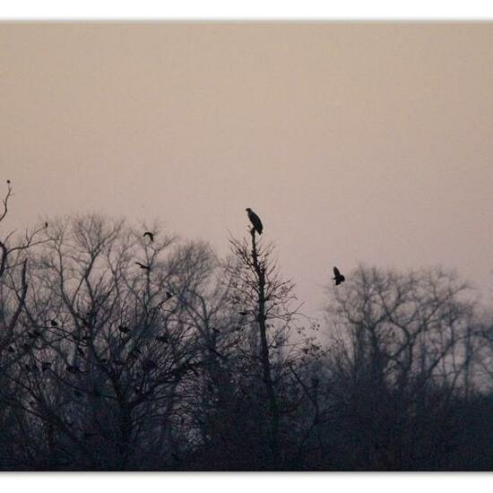 White-tailed eagle: Animal in habitat Pond in the NatureSpots App