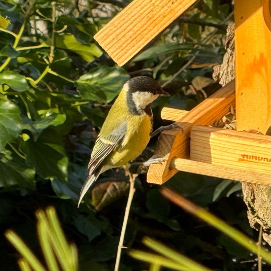 Kohlmeise: Tier im Habitat Garten in der NatureSpots App