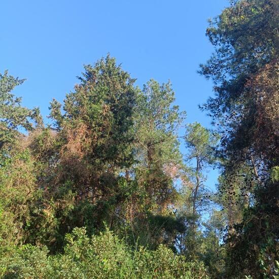 Landscape: Forest in habitat Mediterranean forest in the NatureSpots App