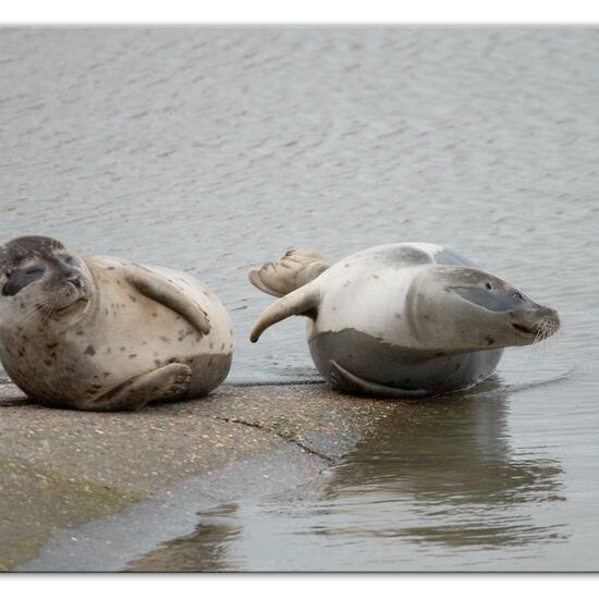 Phoca vitulina vitulina: Tier im Habitat Anderes Meer/Küsten-Habitat in der NatureSpots App