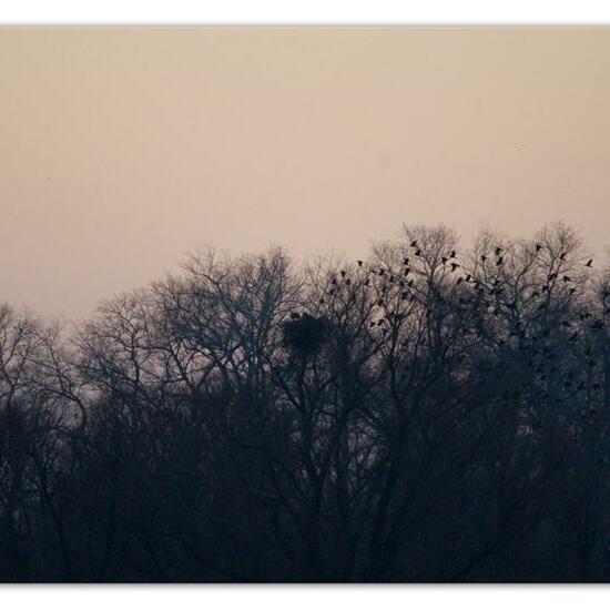 Seeadler: Tier im Habitat Teich in der NatureSpots App