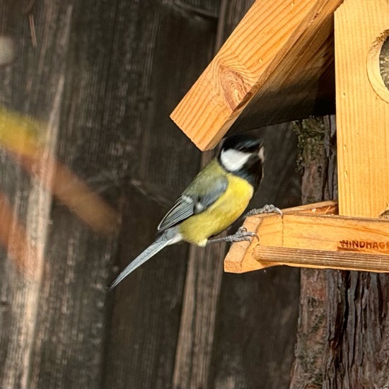 Kohlmeise: Tier im Habitat Garten in der NatureSpots App