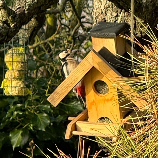 Buntspecht: Tier im Habitat Garten in der NatureSpots App