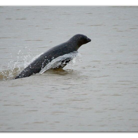 Phoca vitulina vitulina: Tier im Habitat Anderes Meer/Küsten-Habitat in der NatureSpots App