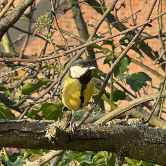 Kohlmeise: Tier im Habitat Garten in der NatureSpots App