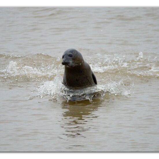 Phoca vitulina vitulina: Tier im Habitat Anderes Meer/Küsten-Habitat in der NatureSpots App