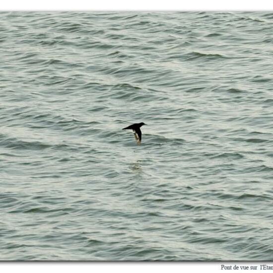 Common Sandpiper: Animal in habitat Rocky coast in the NatureSpots App