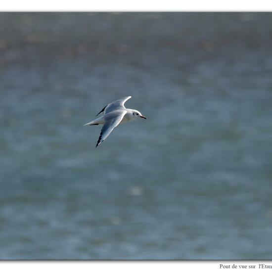 Black-headed Gull: Animal in nature in the NatureSpots App