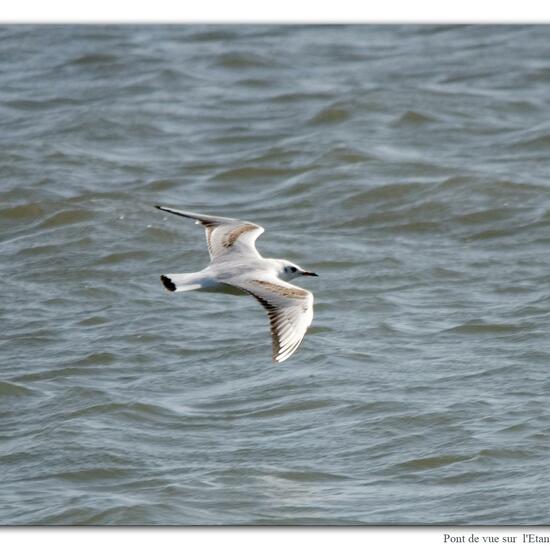 Black-headed Gull: Animal in nature in the NatureSpots App