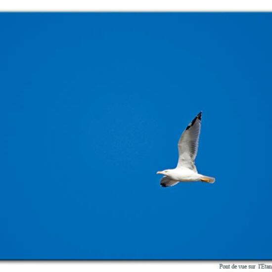 Yellow-legged Gull: Animal in habitat Marine in the NatureSpots App