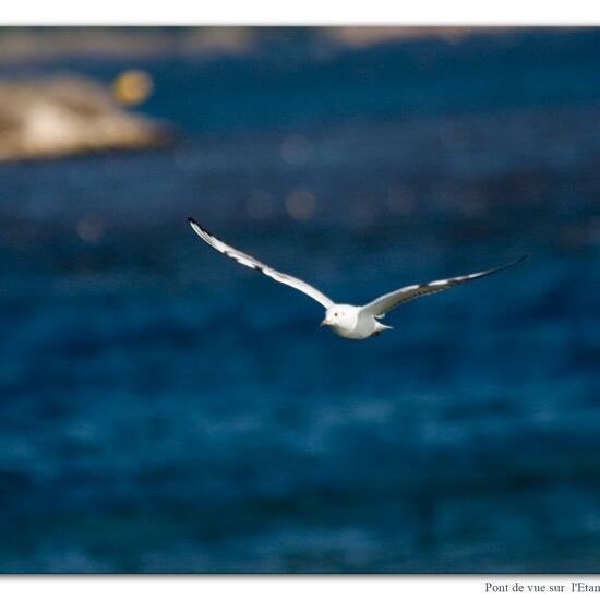 Black-headed Gull: Animal in nature in the NatureSpots App