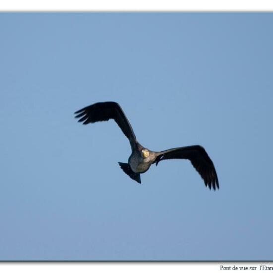 Kormoran: Tier im Habitat Meere und Küsten in der NatureSpots App