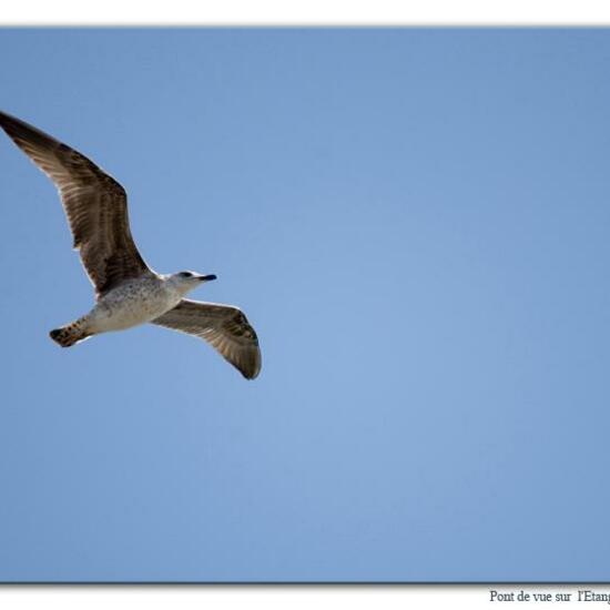 Yellow-legged Gull: Animal in habitat Marine in the NatureSpots App