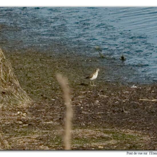 Common Sandpiper: Animal in habitat Rocky coast in the NatureSpots App