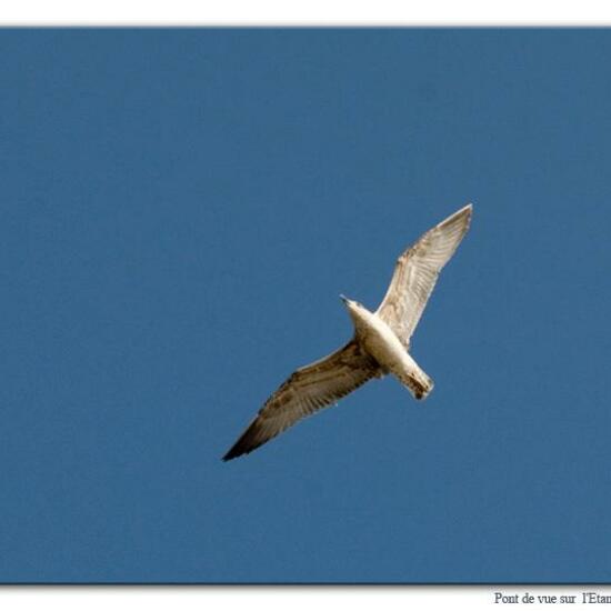 Yellow-legged Gull: Animal in habitat Marine in the NatureSpots App