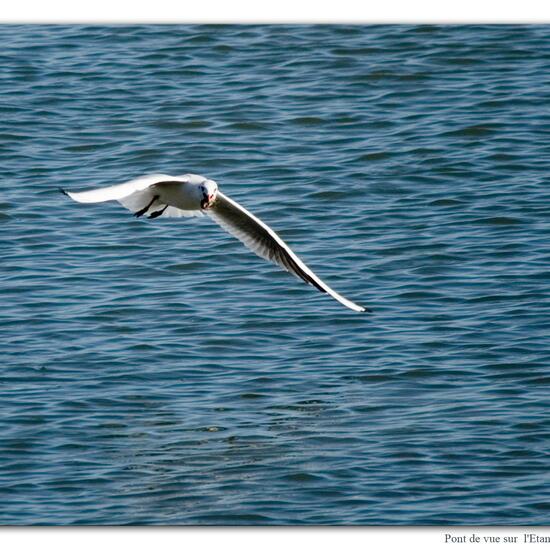 Black-headed Gull: Animal in nature in the NatureSpots App