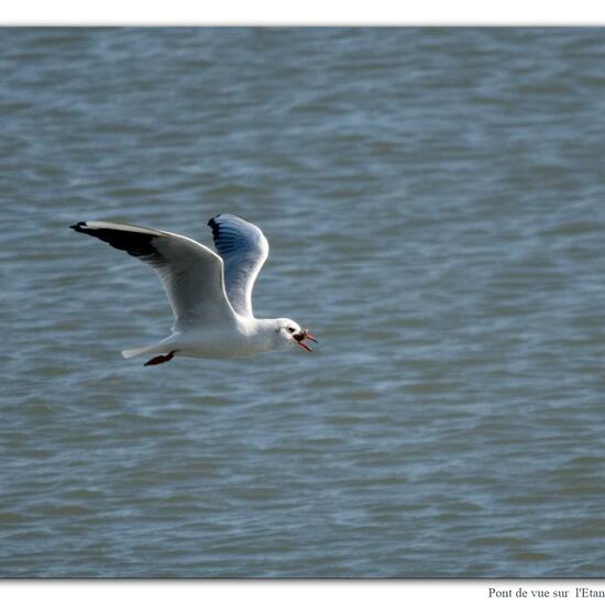 Black-headed Gull: Animal in nature in the NatureSpots App