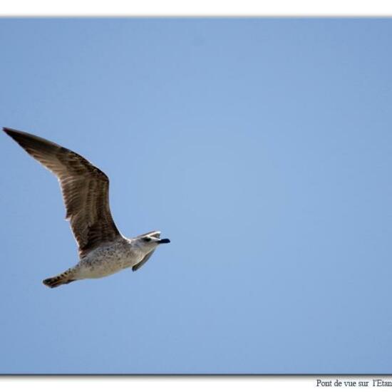 Yellow-legged Gull: Animal in habitat Marine in the NatureSpots App