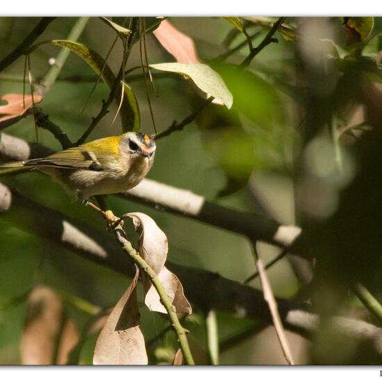 Common Firecrest: Animal in habitat Mediterranean forest in the NatureSpots App