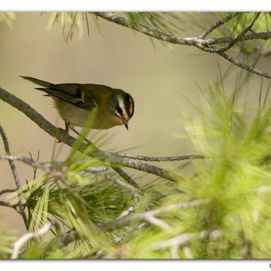 Common Firecrest: Animal in habitat Mediterranean forest in the NatureSpots App