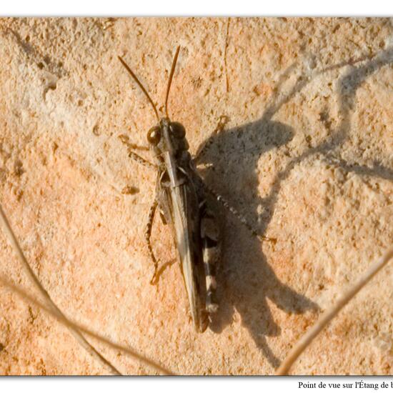 Unknown species: Animal in habitat Rock areas in the NatureSpots App